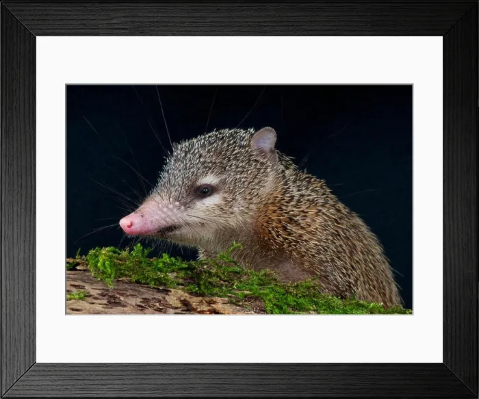 Framed Print : Greater Tenrec / Tenrec ecaudatus Framed Print : Greater Tenrec / Tenrec ecaudatus