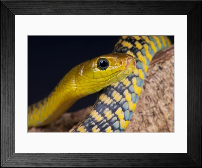 Framed Print : Tree snake / Thrasops jackonii Framed Print : Tree snake / Thrasops jackonii