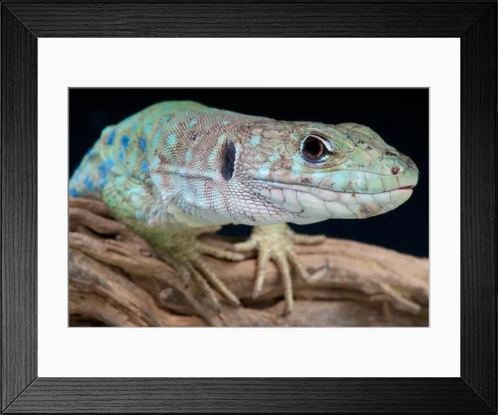 Framed Print : Spanish occelated lizard / Timon nevadensis Framed Print : Spanish occelated lizard / Timon nevadensis