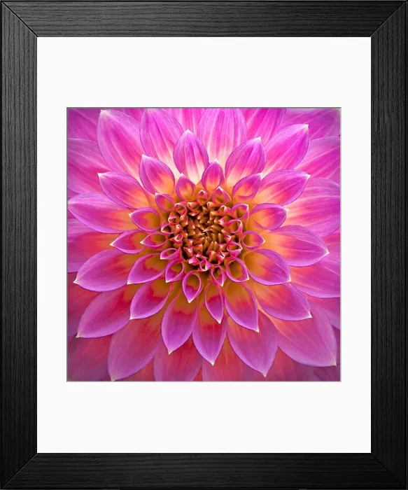 Framed Print : Close-up of pink dahlia flower Framed Print : Close-up of pink dahlia flower