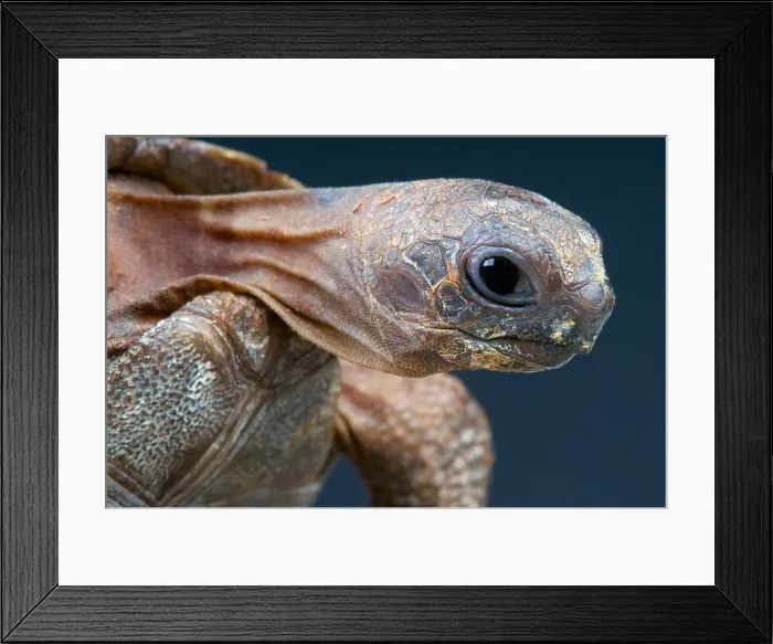 Framed Print : Giant tortoise / Aldabrachelys gigantea Framed Print : Giant tortoise / Aldabrachelys gigantea
