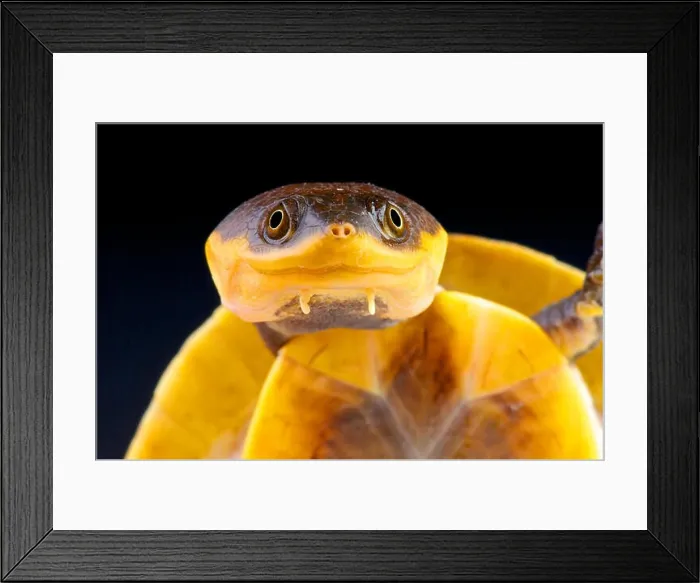 Framed Print : Toad-headed turtle / Batrachemys raniceps Framed Print : Toad-headed turtle / Batrachemys raniceps