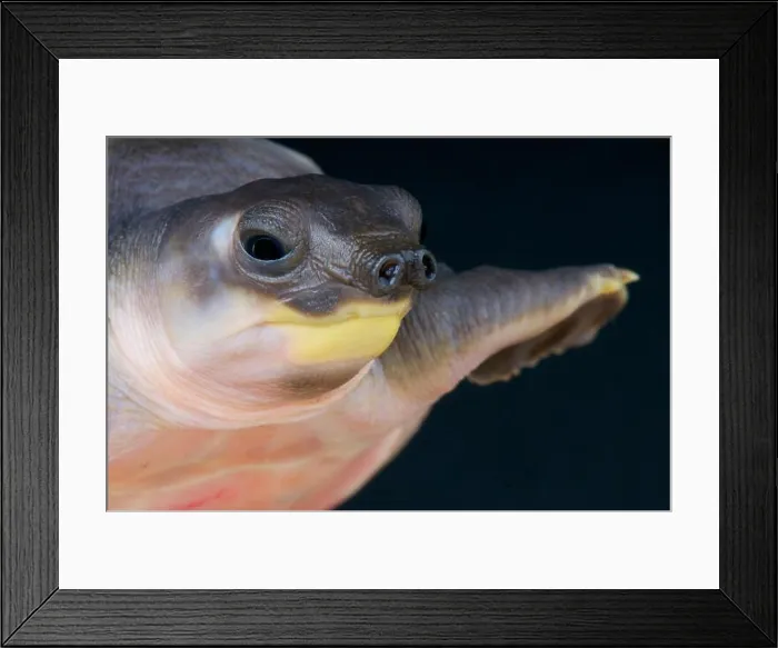 Framed Print : Pig-nosed turtle / Carettochelys insculpta Framed Print : Pig-nosed turtle / Carettochelys insculpta