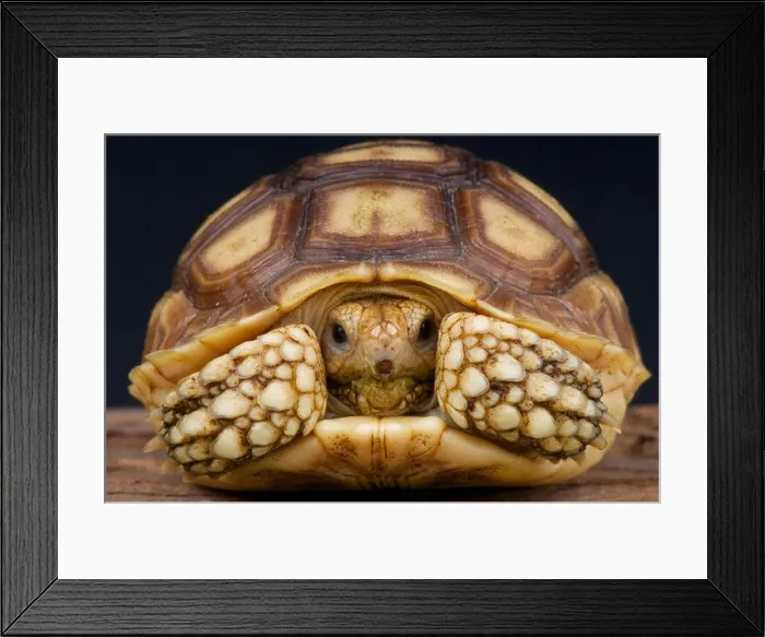 Framed Print : African spurred tortoise (Centrochelys sulcata) Framed Print : African spurred tortoise (Centrochelys sulcata)