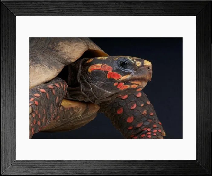 Framed Print : Red-footed tortoise (Chelonoidis carbonaria) Framed Print : Red-footed tortoise (Chelonoidis carbonaria)