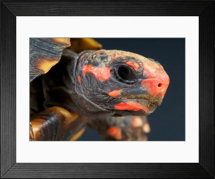 Framed Print : Red-footed tortoise / Chelonoides carbonaria Framed Print : Red-footed tortoise / Chelonoides carbonaria