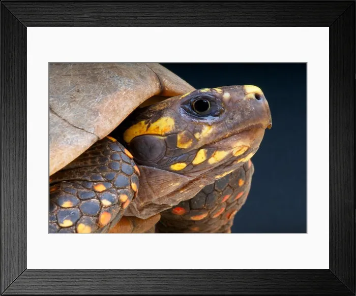 Framed Print : Yellow-footed tortoise (Chelonoidis denticulata) Framed Print : Yellow-footed tortoise (Chelonoidis denticulata)