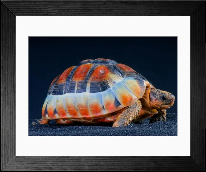 Framed Print : Bowsprit tortoise / Chersina angulata Framed Print : Bowsprit tortoise / Chersina angulata