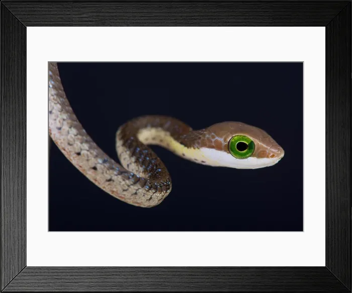 Framed Print : Boomslang / Dispholidus typus Framed Print : Boomslang / Dispholidus typus