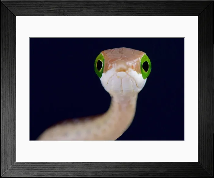 Framed Print : Boomslang / Dispholidus typus Framed Print : Boomslang / Dispholidus typus