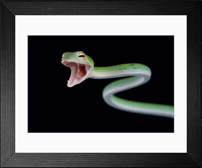 Framed Print : Attacking snake / Ahaetulla nasuta Framed Print : Attacking snake / Ahaetulla nasuta
