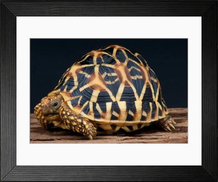 Framed Print : Indian star tortoise / Geochelone elegans Framed Print : Indian star tortoise / Geochelone elegans