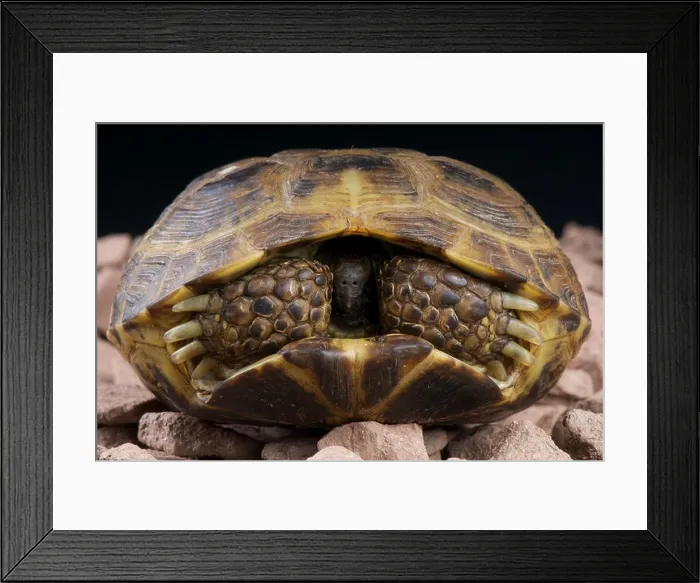 Framed Print : Russian tortoise / Agrionemys horsfieldii Framed Print : Russian tortoise / Agrionemys horsfieldii