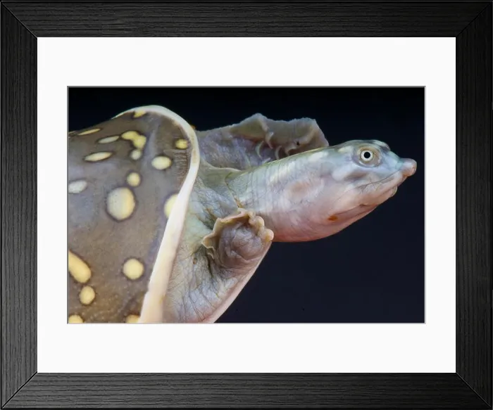 Framed Print : Indian flapshell turtle / Lissemys punctata Framed Print : Indian flapshell turtle / Lissemys punctata