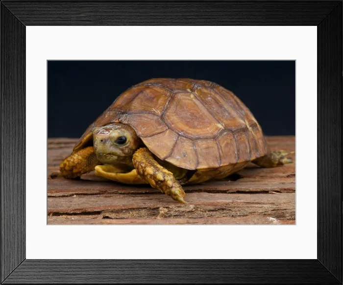 Framed Print : Hinge-backed tortoise / Kinixys belliana Framed Print : Hinge-backed tortoise / Kinixys belliana