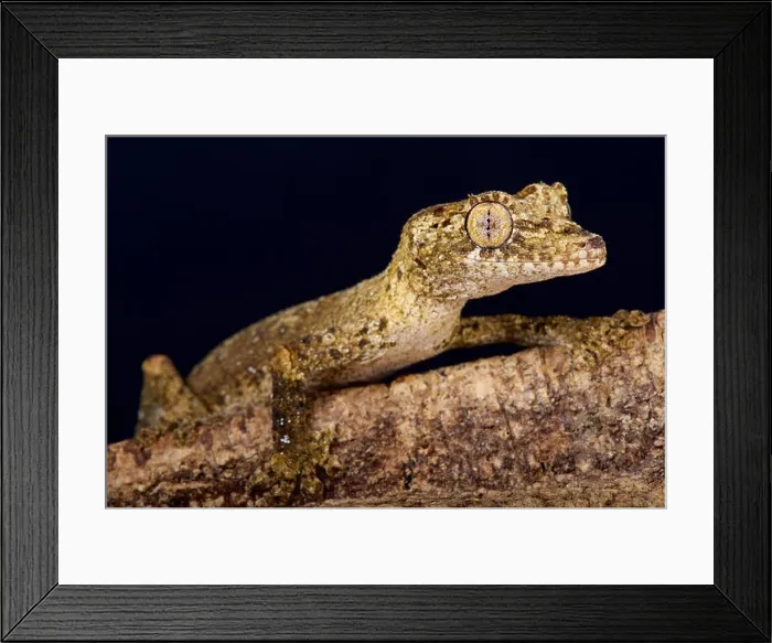 Framed Print : Gunther's leaf tailed gecko / Uroplatus guentheri Framed Print : Gunther's leaf tailed gecko / Uroplatus guentheri