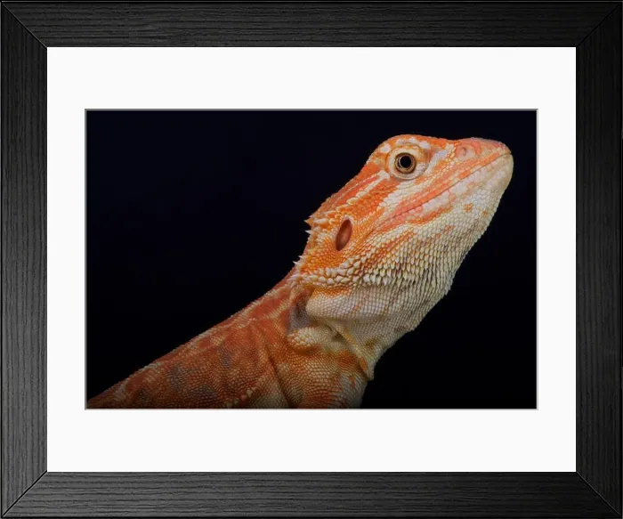 Framed Print : Bearded dragon / Pogona vitticeps Framed Print : Bearded dragon / Pogona vitticeps