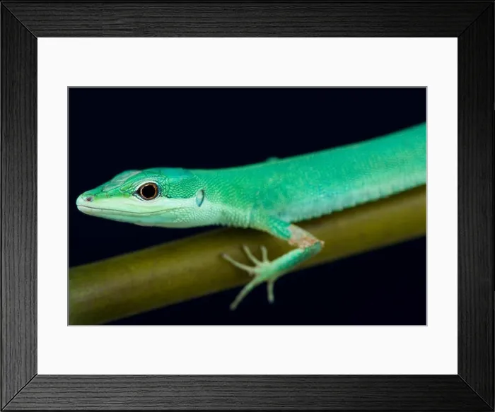 Framed Print : Emerald grass lizard / Takydromus smaragdinus Framed Print : Emerald grass lizard / Takydromus smaragdinus