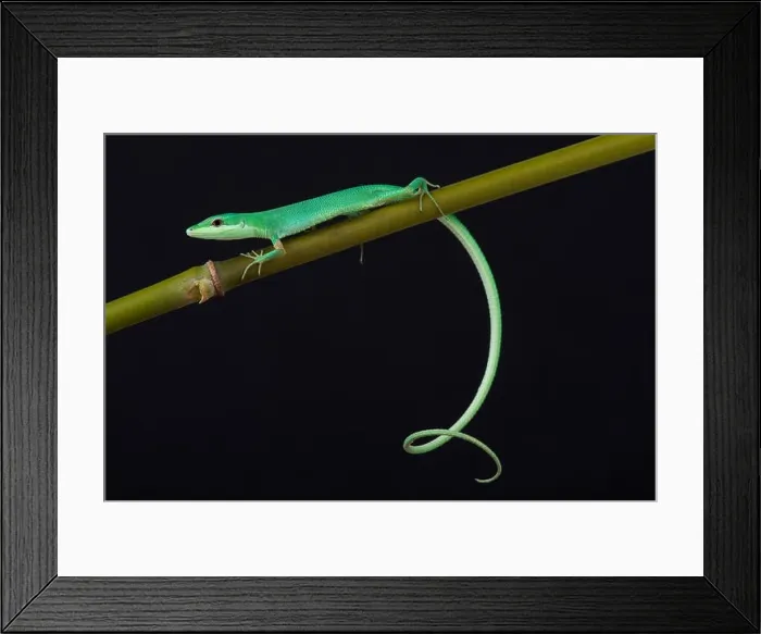 Framed Print : Emerald grass lizard / Takydromus smaragdinus Framed Print : Emerald grass lizard / Takydromus smaragdinus