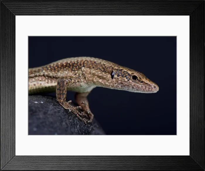 Framed Print : Madeira wall lizard (Teira dugesii) Framed Print : Madeira wall lizard (Teira dugesii)