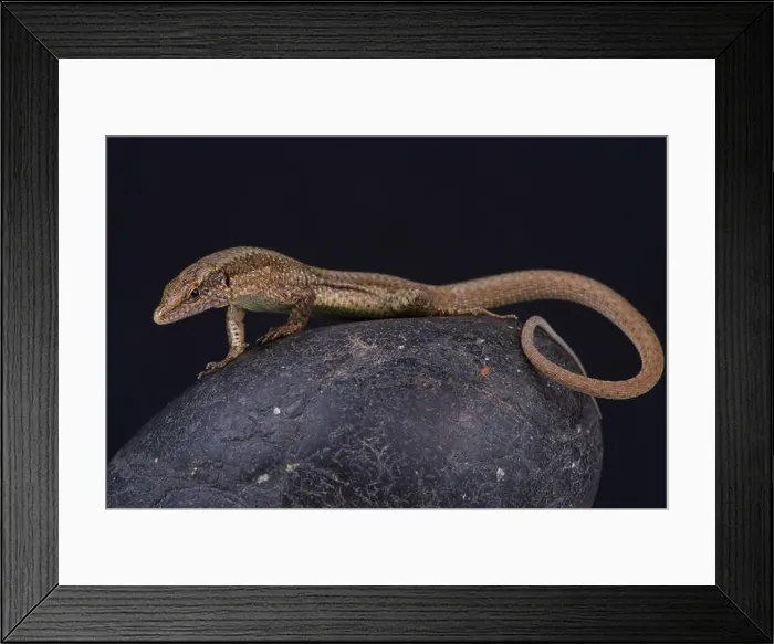 Framed Print : Madeira wall lizard / Teira dugesii Framed Print : Madeira wall lizard / Teira dugesii
