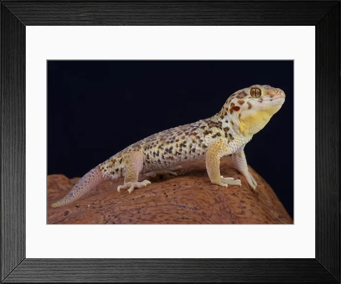 Framed Print : Frog-eyed gecko / Teratoscincus roborowski Framed Print : Frog-eyed gecko / Teratoscincus roborowski