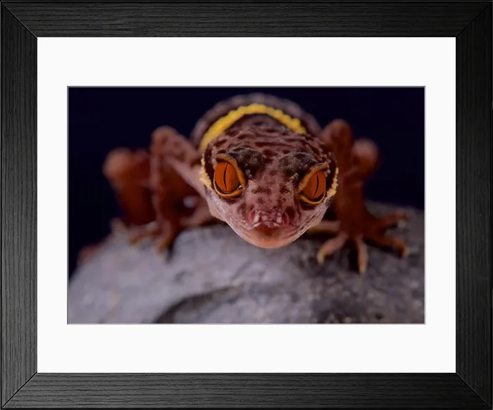 Framed Print : Hainan cave gecko / Goniurosaurus hainensis Framed Print : Hainan cave gecko / Goniurosaurus hainensis