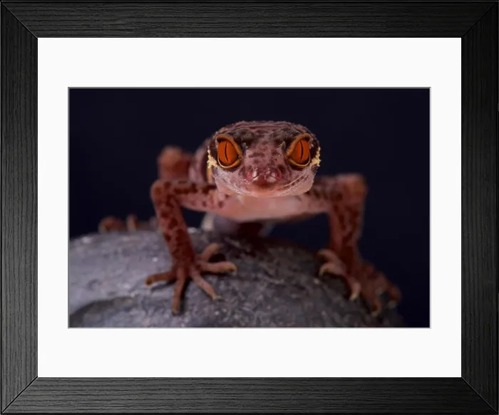 Framed Print : Hainan cave gecko / Goniurosaurs hainensis Framed Print : Hainan cave gecko / Goniurosaurs hainensis