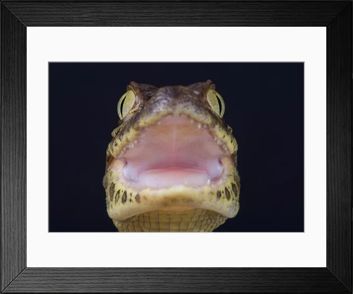 Framed Print : Broad-snouted Caiman / Caiman latirostris Framed Print : Broad-snouted Caiman / Caiman latirostris
