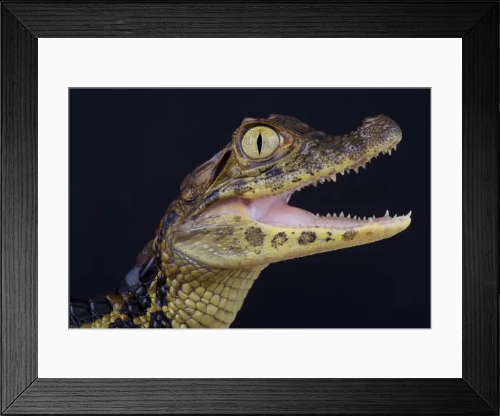 Framed Print : Broad-snouted caiman / Caiman latirostris Framed Print : Broad-snouted caiman / Caiman latirostris
