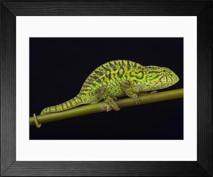 Framed Print : Jeweled chameleon / Furcifer lateralis Framed Print : Jeweled chameleon / Furcifer lateralis