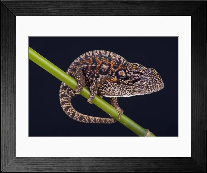 Framed Print : Jeweled chameleon / Furcifer lateralis Framed Print : Jeweled chameleon / Furcifer lateralis