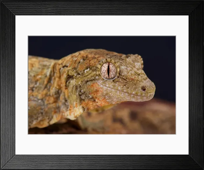 Framed Print : New Caledonian mossy gecko / Mniarogekko chahoua Framed Print : New Caledonian mossy gecko / Mniarogekko chahoua