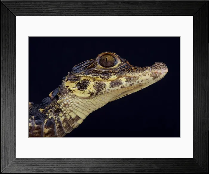 Framed Print : Dwarf crocodile / Osteolaemus tetraspis Framed Print : Dwarf crocodile / Osteolaemus tetraspis