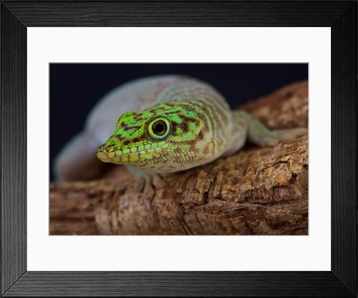 Framed Print : Standing's day gecko / Phelsuma standingi Framed Print : Standing's day gecko / Phelsuma standingi