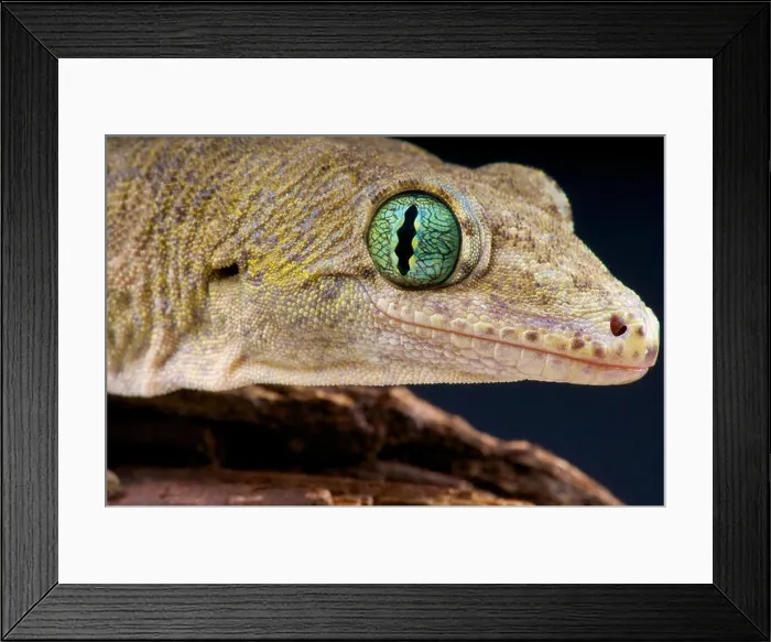 Framed Print : Halmahera giant gecko / Gehyra marginata Framed Print : Halmahera giant gecko / Gehyra marginata