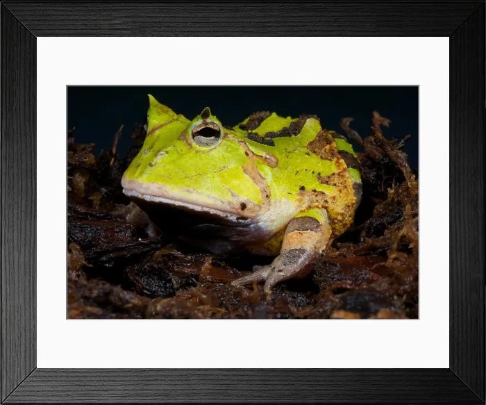 Framed Print : Horned frog / Ceratophrys cornuta Framed Print : Horned frog / Ceratophrys cornuta