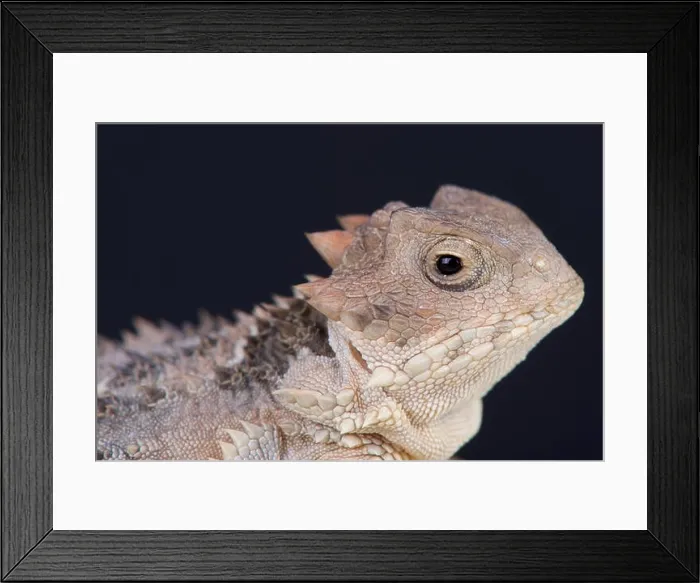 Framed Print : Chihuahua desert horned lizard (Phrynosoma orbiculare) Framed Print : Chihuahua desert horned lizard (Phrynosoma orbiculare)