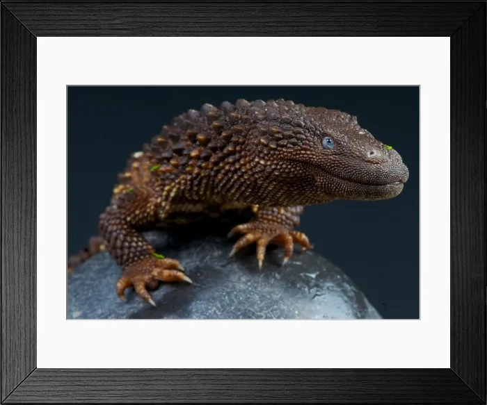 Framed Print : Earless monitor lizard / Lanthanotus borneensis Framed Print : Earless monitor lizard / Lanthanotus borneensis