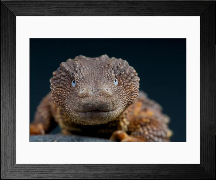 Framed Print : Earless monitor lizard / Lanthanotus borneensis Framed Print : Earless monitor lizard / Lanthanotus borneensis