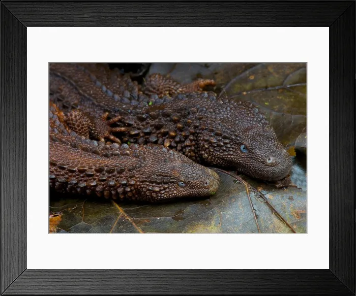 Framed Print : Earless monitor lizard pair / Lanthanotus borneensis Framed Print : Earless monitor lizard pair / Lanthanotus borneensis