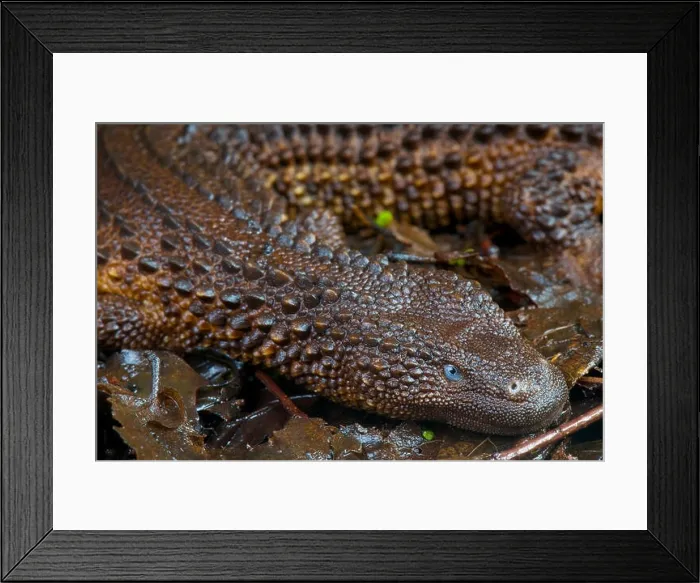 Framed Print : Earless monitor lizard / Lanthanotus borneensis Framed Print : Earless monitor lizard / Lanthanotus borneensis
