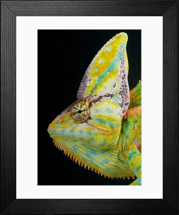 Framed Print : Cone-head chameleon / Chamaeleo calyptratus Framed Print : Cone-head chameleon / Chamaeleo calyptratus