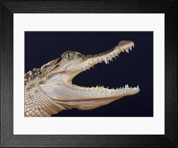Framed Print : Siamese crocodile / Crocodylus siamensis Framed Print : Siamese crocodile / Crocodylus siamensis