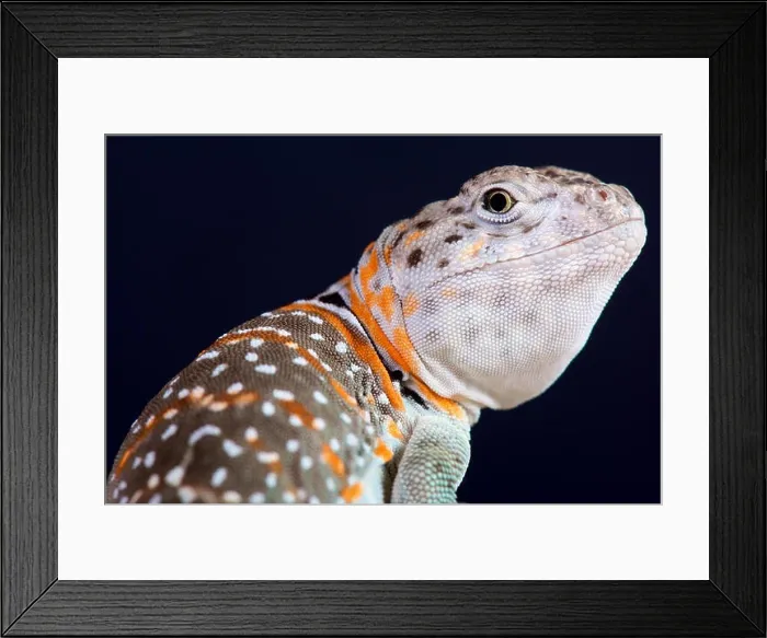 Framed Print : Collared lizard / Crotaphytus collaris Framed Print : Collared lizard / Crotaphytus collaris