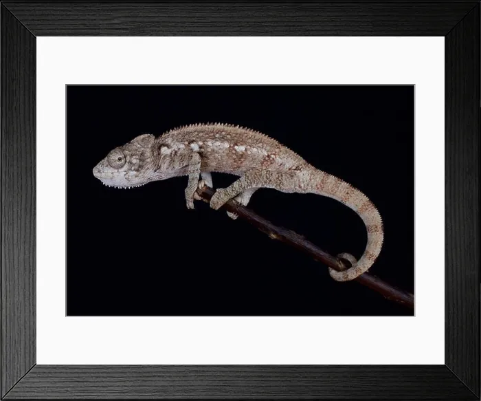 Framed Print : Malagasy giant chameleon / Furcifer oustaleti Framed Print : Malagasy giant chameleon / Furcifer oustaleti
