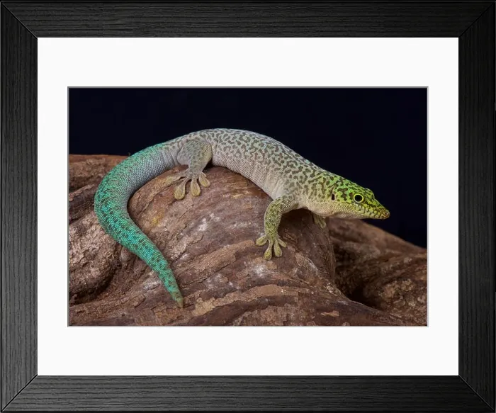 Framed Print : Standing's day gecko / Phelsuma standingi Framed Print : Standing's day gecko / Phelsuma standingi