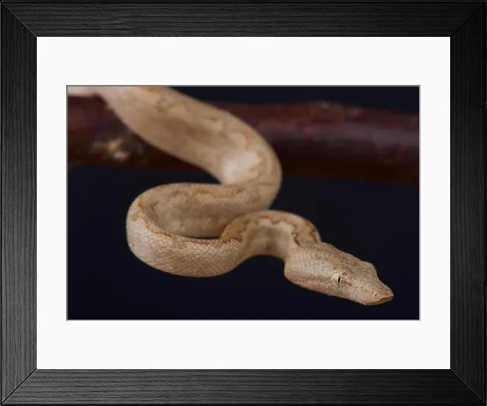 Framed Print : Solomon island ground boa / Candoia carinata paulsoni Framed Print : Solomon island ground boa / Candoia carinata paulsoni