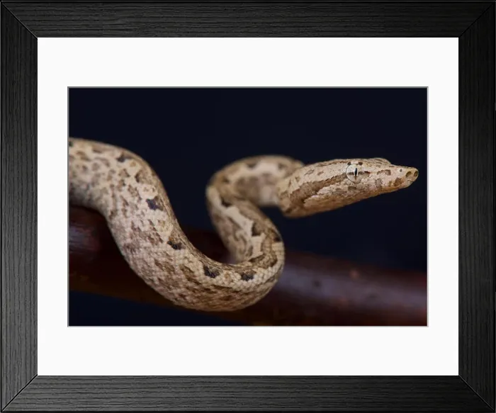 Framed Print : Santa Isabella ground boa / Candoia carinata paulsoni santa isabella Framed Print : Santa Isabella ground boa / Candoia carinata paulsoni santa isabella