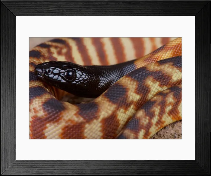 Framed Print : Black-headed python / Aspidites melanocephalus Framed Print : Black-headed python / Aspidites melanocephalus